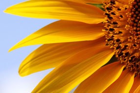 Company and partners